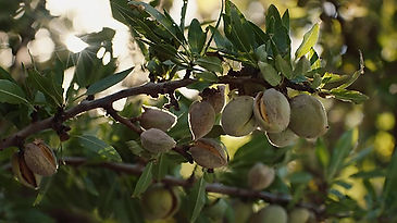 Silk Almond (Process)